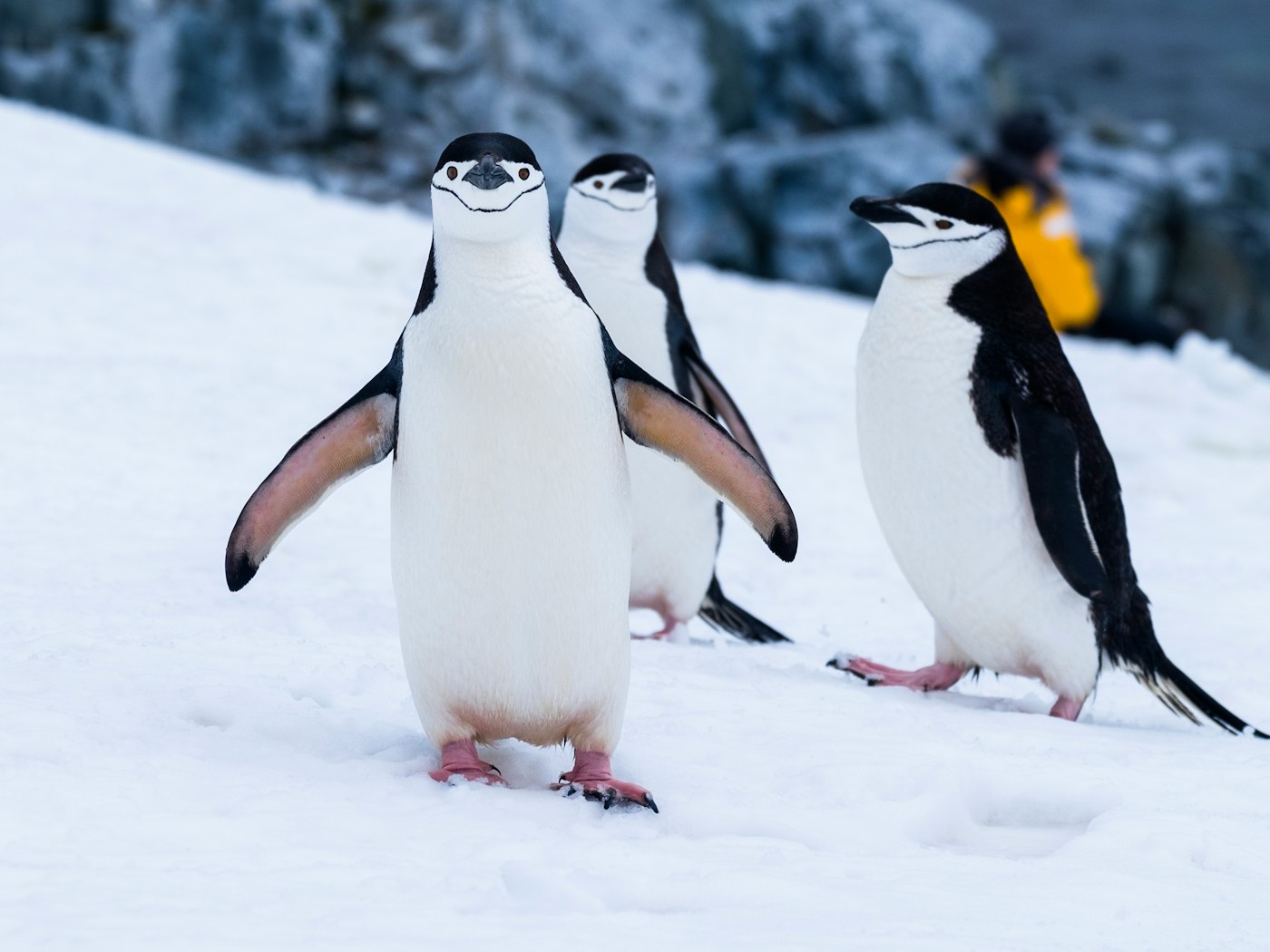 Three chinstrap penguins walking across the snow toward a guest in a yellow parka