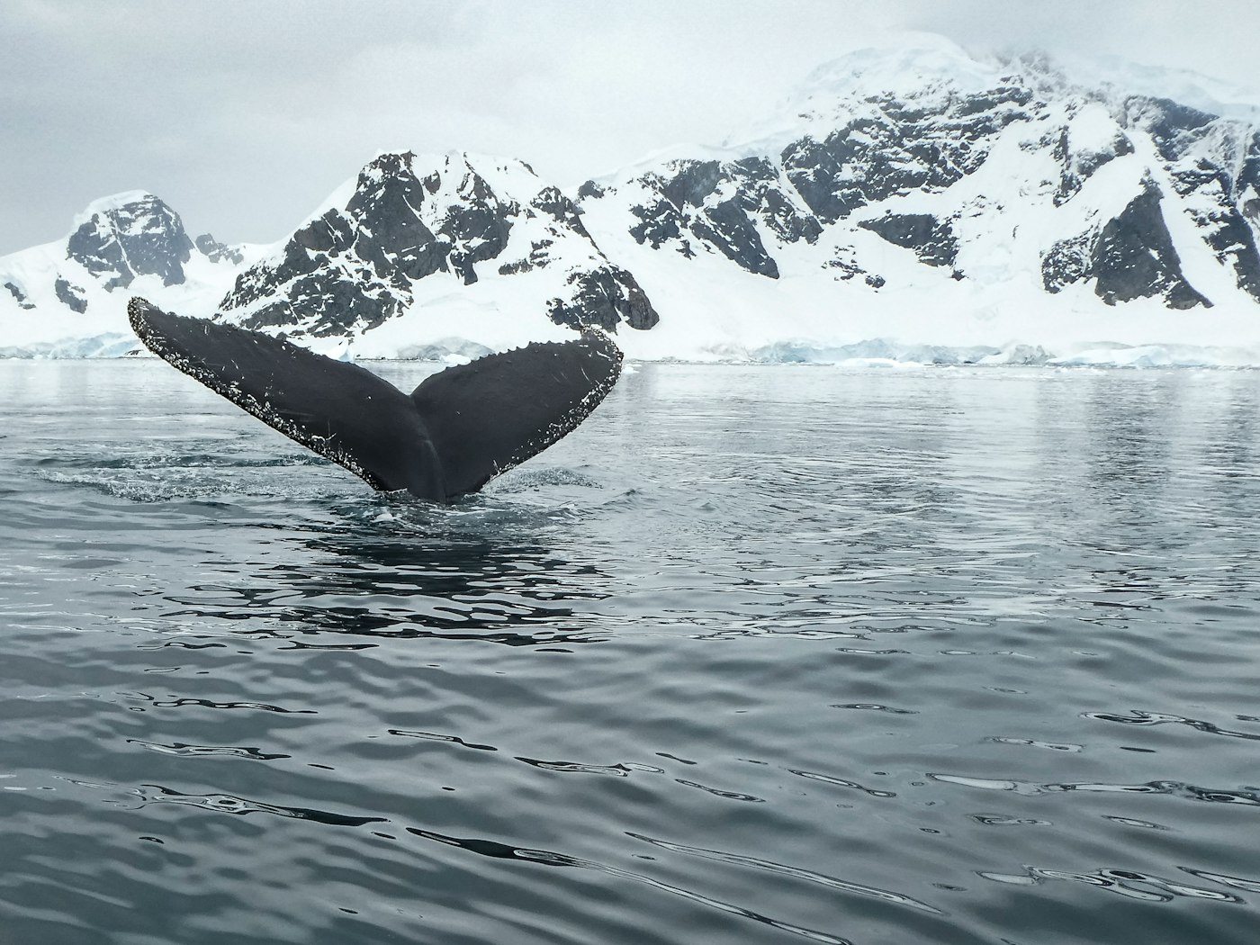 A humpback whale raising its tail in a calm bay below snowy mountains